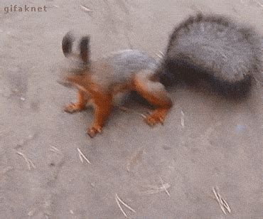 rebolando : r/funkpelada1 .